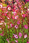 Meadow Saxifrage (Saxifraga arendsii) Rose