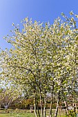 European birdcherry tree (Prunus padus) Watereri in bloom
