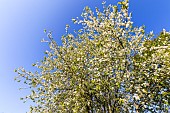 European birdcherry tree (Prunus padus) Watereri in bloom