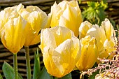 Fosteriana Tulip Candela