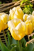 Fosteriana Tulip Candela