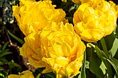 Double Early Tulip Monte Carlo