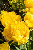 Double Early Tulip Monte Carlo