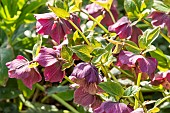 Lenten rose (Helleborus orientalis) Red Lady