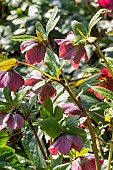Lenten rose (Helleborus orientalis) Red Lady