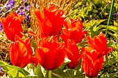 Chaperon rouge? Tulipa greigii singleflower