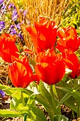 Chaperon rouge? Tulipa greigii singleflower