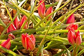 Little Beauty Wildflower Tulip