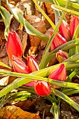 Little Beauty Wildflower Tulip