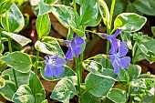 Big Periwinkle (Vinca major) Variegata