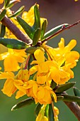 Mrs. Wilsons Barberry (Berberis wilsoniae)