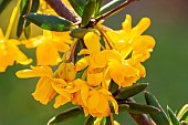 Mrs. Wilsons Barberry (Berberis wilsoniae)