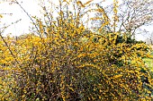 Mrs. Wilsons Barberry (Berberis wilsoniae) in bloom