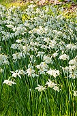 Triandrus daffodil Thalia (Narcissus triandrus Thalia)