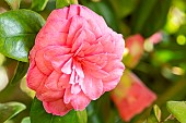 Japanese Camellia (Camellia japonica) Mathotiana Rosea GBR 1874