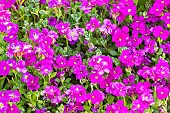 Purple rock cress (Aubrieta deltoidea) Cascade Rose