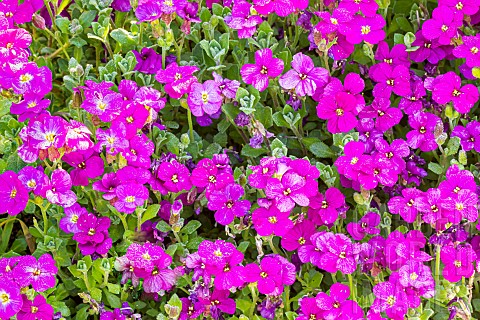 Purple_rock_cress_Aubrieta_deltoidea_Cascade_Rose
