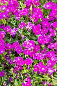 Purple rock cress (Aubrieta deltoidea) Cascade Rose