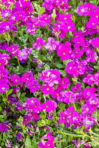 Purple_rock_cress_Aubrieta_deltoidea_Cascade_Rose