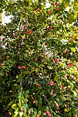 Japanese Camellia (Camellia japonica) Mathotiana Rosea GBR 1874 in bloom