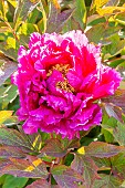 Garden peony (Paeonia lactiflora) Auguste Dessert Breeder : Dessert 1920