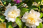 Japanese Camellia (Camellia japonica) Duchesse Decazes White (USA) 1950