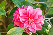 Japanese Camellia (Camellia japonica) Vega Breeder : Thoby (FRA) 1993