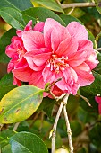 Japanese Camellia (Camellia japonica) Vega Breeder : Thoby (FRA) 1993