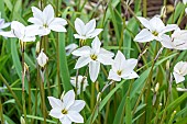 Spring Starflower (Tristagma uniflorum) White Star