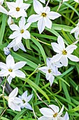 Spring Starflower (Tristagma uniflorum) White Star