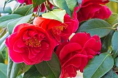 Japanese Camellia (Camellia japonica) Aarons Ruby USA 1956