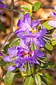 Blue rhododendron (Rhododendron augustinii)