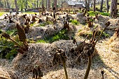 Winter mulching of Giant rhubarb (Gunnera manicata), Parc Floral Vincennes, Paris, France