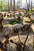 Winter mulching of Giant rhubarb (Gunnera manicata), Parc Floral Vincennes, Paris, France