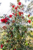 Japanese Camellia (Camellia japonica) Aarons Ruby USA 1956