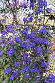 Blue rhododendron (Rhododendron augustinii) in bloom
