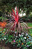 Cabbage Tree (Cordyline autralis) red star in a garden