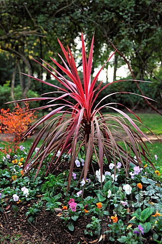 Cabbage_Tree_Cordyline_autralis_red_star_in_a_garden