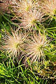 Pasque flower (Pulsatilla vulgaris)