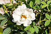 Rosa Moyesii Nevada Breeder: Dot 1927