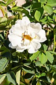 Rosa Moyesii Nevada Breeder: Dot 1927