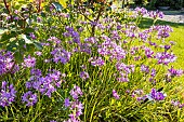 Decorative Onion (Allium uniflorum) Eros