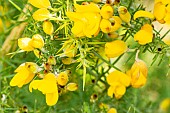 Double Gorse (Ulex europaeus) Flore Pleno