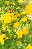 Double Gorse (Ulex europaeus) Flore Pleno
