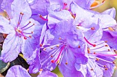 Dwarf Rhododendron (Rhododendron impeditum) Blue Diamond