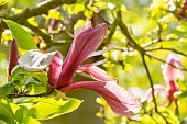 Magnolia (Magnolia liliiflora) Nigra