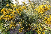 Double Gorse (Ulex europaeus) Flore Pleno