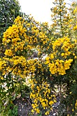 Double Gorse (Ulex europaeus) Flore Pleno
