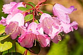 Dwarf Rhododendron (Rhododendron x griersonianum) Winsome