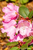 Dwarf Rhododendron (Rhododendron x griersonianum) Winsome